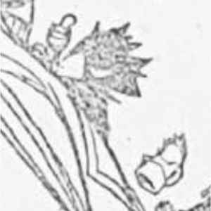 Meet your Posher, Crow